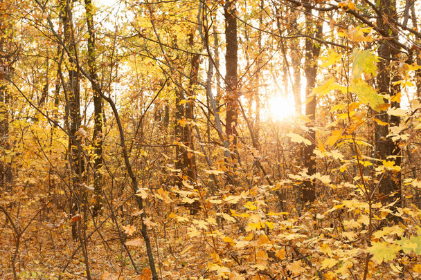 Feuilles d'automne jaunes et orange à la forêt du coucher du soleil
 - Photo, image