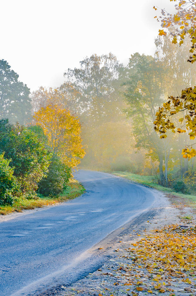 élénk és színes őszi köd egy szép reggelen, a fák, a sárga levelek a szabadban - Fotó, kép