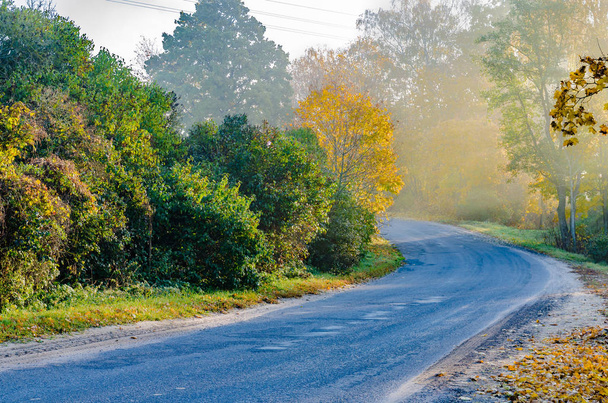 niebla de otoño vivo y colorido una hermosa mañana, los árboles con hojas amarillas al aire libre
 - Foto, imagen
