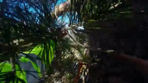 Amikor egy fa pov hegymászás arborist biztosított - Felvétel, videó