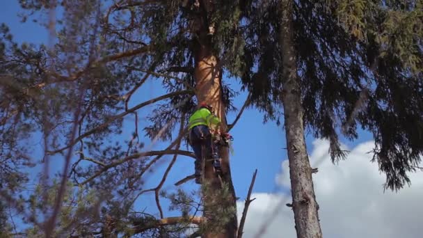 arborista cortou um nó em uma árvore
 - Filmagem, Vídeo