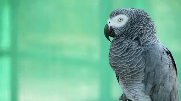 Red-tailed monogamous African Congo Grey Parrot. Companion Jaco is popular avian pet native to equatorial region. - Footage, Video