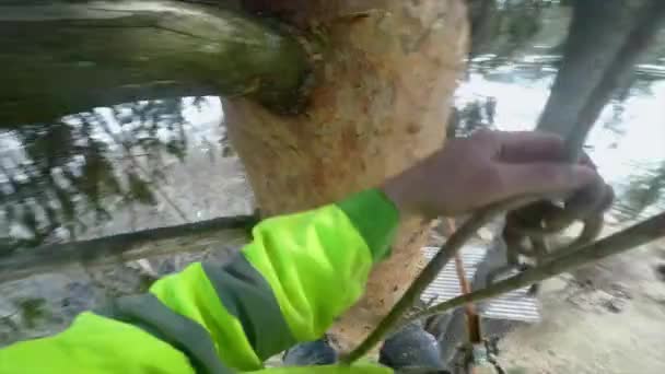 Lumberjack assegura o ramo antes de serrar pontos de vista
 - Filmagem, Vídeo