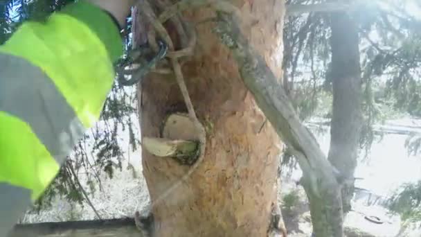 Lumberjack despeja um ramo de um ponto de vista de árvore
 - Filmagem, Vídeo