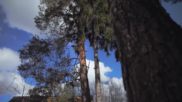 Drwal cięcie drzewa - Materiał filmowy, wideo