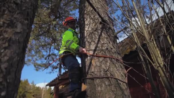 dağcı ağaca tırmanıyor - Video, Çekim