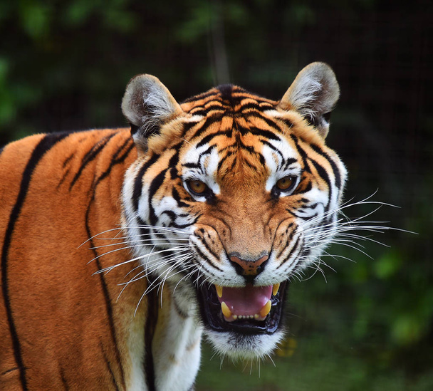тигр Бенгалии в сафари
 - Фото, изображение
