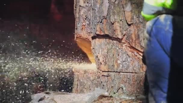 Baum sägt Kettensäge fliegt Sägemehl - Filmmaterial, Video