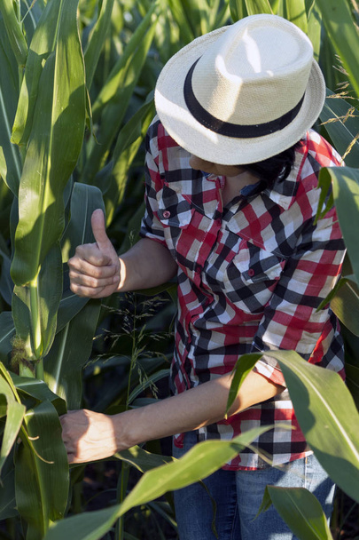 La agricultora con sombrero, agrónoma de profesión, está en el campo con maíz. Examina la calidad del maíz. Con su mano, ella demuestra que él está muy satisfecho con el rendimiento y la calidad
 - Foto, Imagen