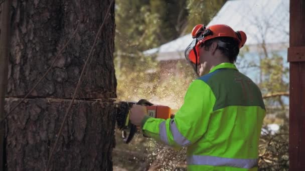 Lumberjack saws saber chainsaw tree trunk - Footage, Video