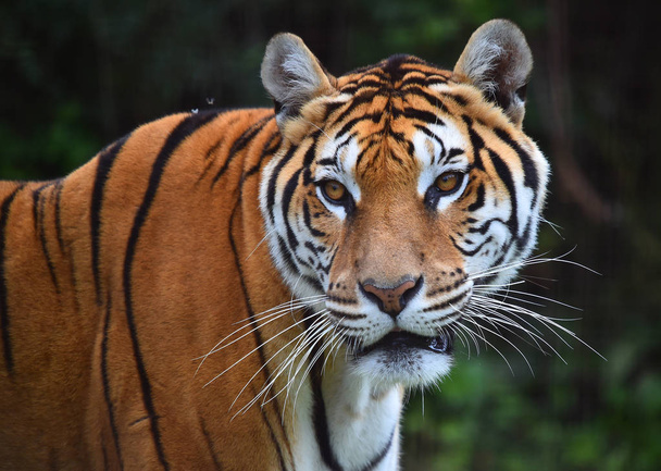 tiger of bengal in safari - Foto, Imagem
