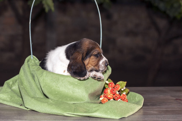 Pretty and gently Basset hound puppy, which is an old three week. A beautiful baseball hound is sitting in a knitted basket. - Photo, Image