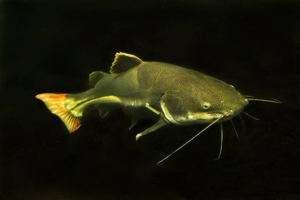  Pesci gatto coda rossa (Phractocephalus hemioliopterus). - Foto, immagini