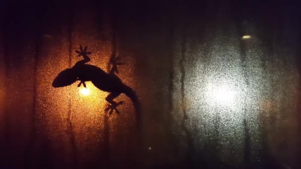 Eidechsensilhouette auf dem Fenster Nebelfenster in der Nacht - Filmmaterial, Video