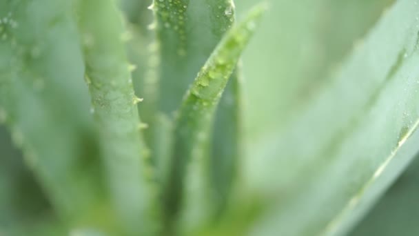 Aloe vera növény esőcseppek közelről felvételeket videóinak. - Felvétel, videó