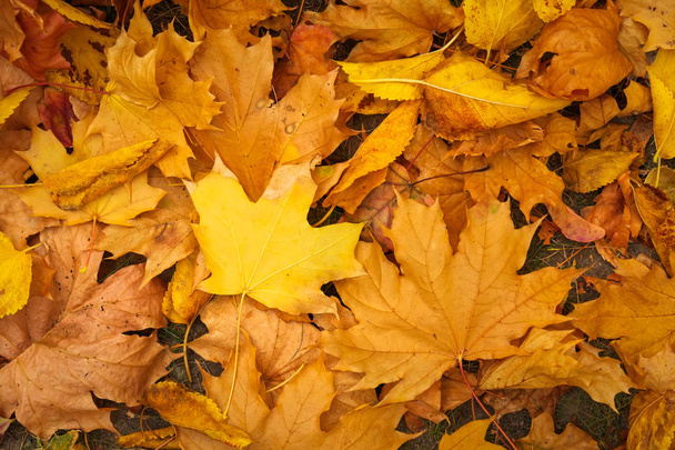 Осінні барвисті апельсинові, червоні та жовті кленові листя як фон Відкритий
. - Фото, зображення