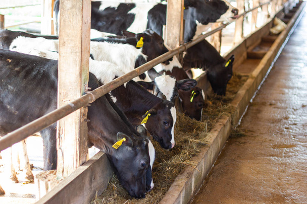 Mucche in una fattoria e mandria di mucche che mangiano fieno in stalla in azienda lattiera
 - Foto, immagini
