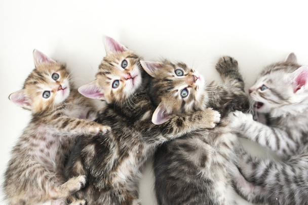 Kittens lays - white background - Photo, Image