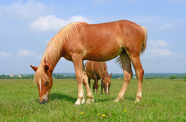 koně na letní pastvině - Fotografie, Obrázek