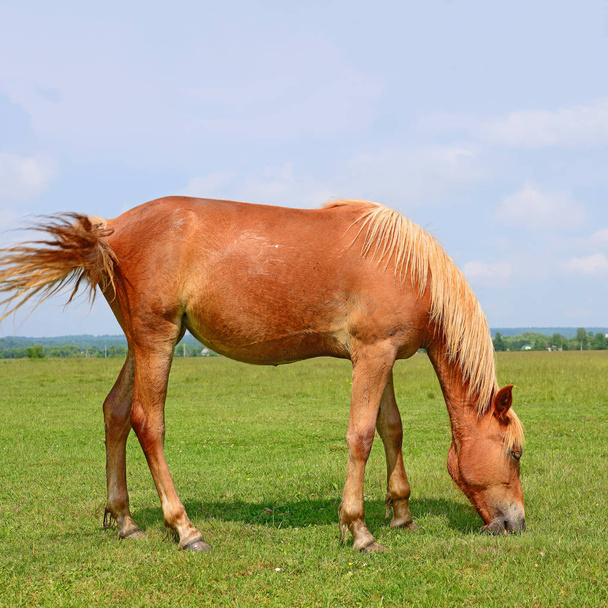 Cavalo em um pasto de verão - Foto, Imagem