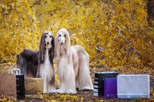 Két elegáns afgán kutya, kutyák, bevásárlószatyrokkal az őszi erdő hátterében. Koncepció Vásárlás állatoknak, kutyáknak - Fotó, kép