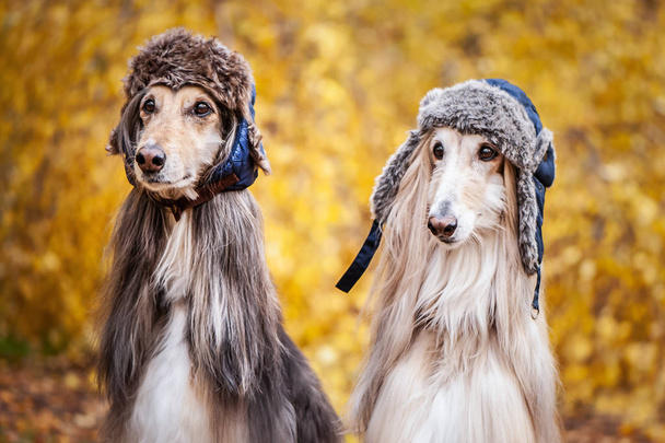 Dwa stylowe Afghan hounds, psy, w futro kapelusze na tle jesień las. Koncepcja ubrania dla zwierząt, moda dla psów - Zdjęcie, obraz