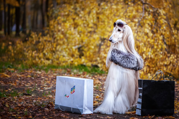 Elegante, perro, mujer de moda, sabueso afgano en un manto de piel y gafas de sol con bolsas de compras en el fondo del bosque de otoño. concepto de compra de mascotas para perros
 - Foto, Imagen