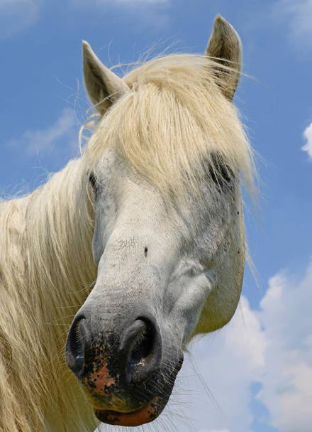 Head of a horse against the sky.  - Photo, Image