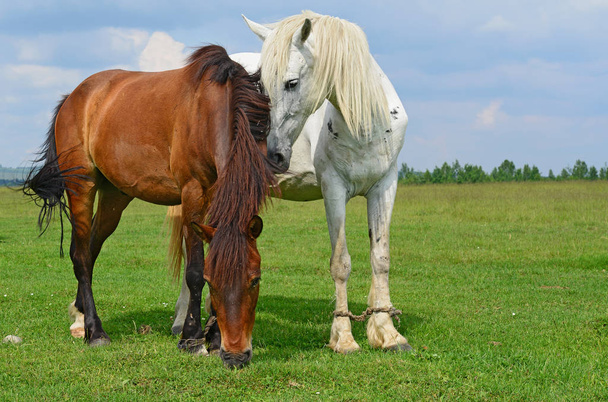 cavalli su un pascolo estivo - Foto, immagini