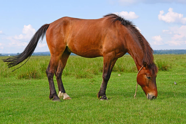 Άλογο σε καλοκαιρινό βοσκότοπο - Φωτογραφία, εικόνα