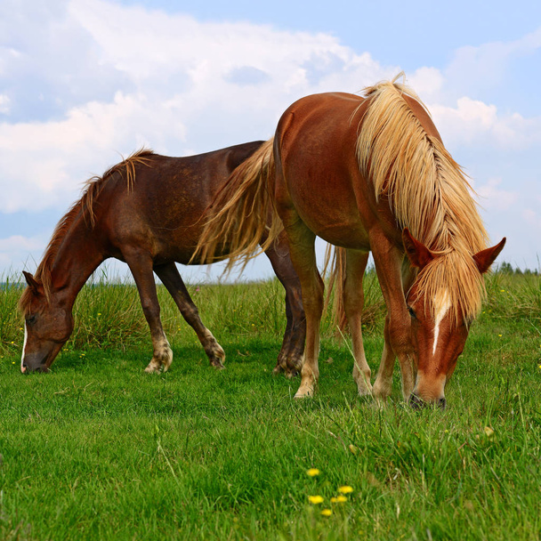 lovak egy nyári legelőn - Fotó, kép