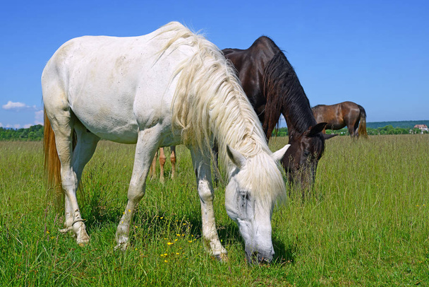 bellissimi cavalli al pascolo - Foto, immagini