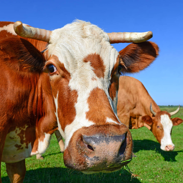 Krowa na letnim pastwisku - Zdjęcie, obraz