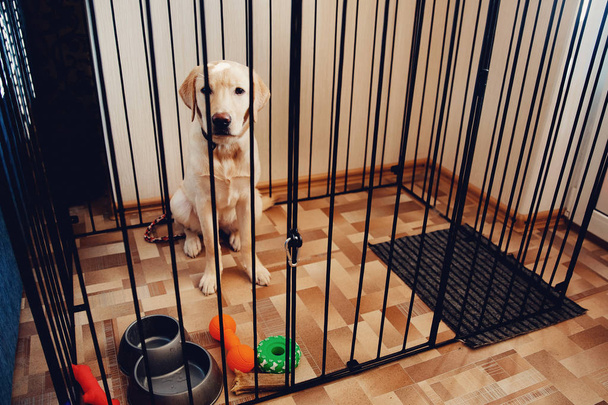 ラブラドール犬は、家のアパートでケージ バレールに座っているゴールデン ・ レトリーバーです。かじる、歯から損害を防止する犬の内容の概念. - 写真・画像