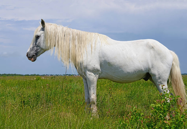 Kůň na letní pastvině - Fotografie, Obrázek