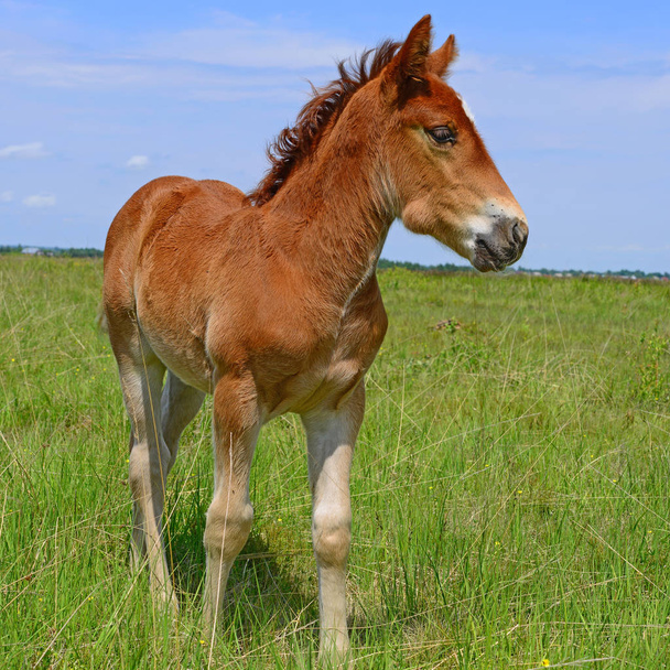 Foal on a summer pasture - Foto, immagini