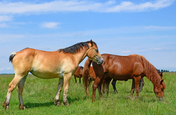 άλογα σε θερινό βοσκότοπο - Φωτογραφία, εικόνα