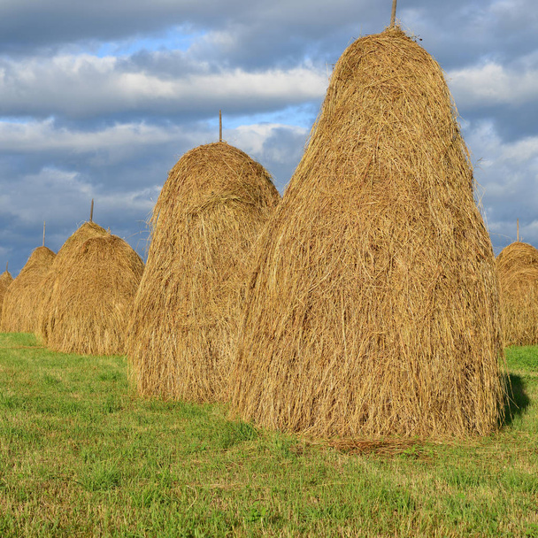 Feno em pilhas em uma paisagem rural de verão
 - Foto, Imagem