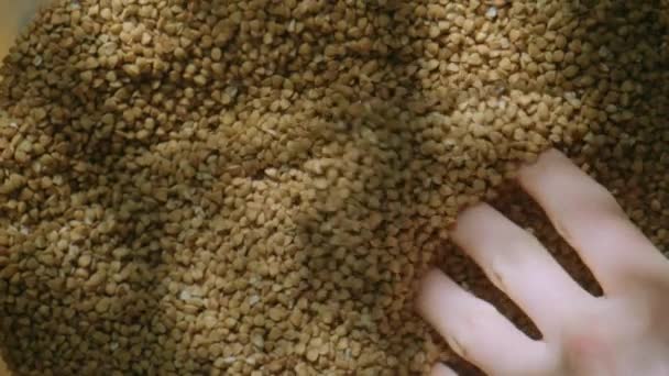 Kadın el alarak avuç basmati pirinç doğal ışık - Video, Çekim