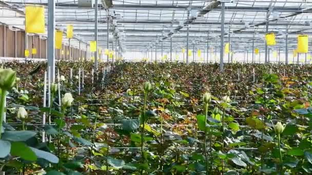 μεγάλο βιομηχανικό θερμοκήπιο με τριαντάφυλλα Ολλανδικά, το συνολικό σχέδιο - Πλάνα, βίντεο