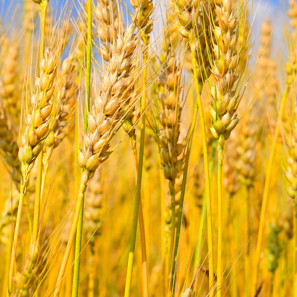 Зернове поле в сільському ландшафті
 - Фото, зображення