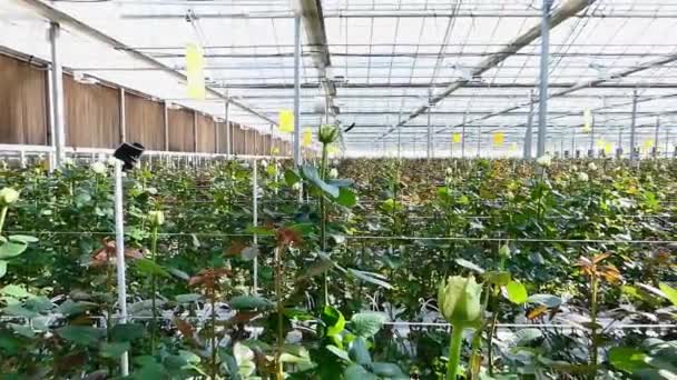 gran invernadero industrial con rosas holandesas, el plan general
 - Metraje, vídeo