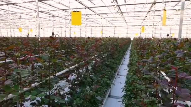 dużych przemysłowych cieplarnianych z róże holenderskie, ogólny plan - Materiał filmowy, wideo