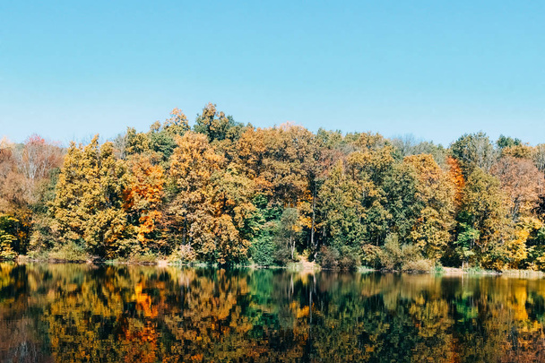 autumn forest trees. - 写真・画像