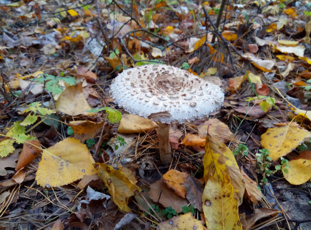 Mushroom umbrellas grow in mixed forests in rainy weather. - Photo, Image
