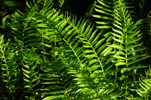 Beautiful ferns leaves green foliage natural floral fern background in sunlight. - Photo, Image