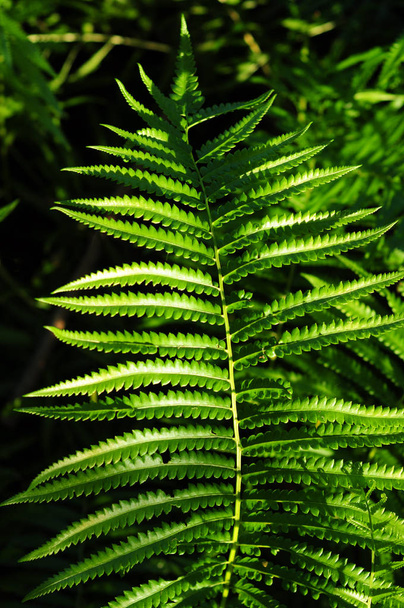 Krásné kapradiny listy zelené listoví přírodní květinová fern pozadí v slunečním světle. - Fotografie, Obrázek