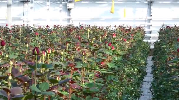 μεγάλο βιομηχανικό θερμοκήπιο με τριαντάφυλλα Ολλανδικά, σμίκρυνση - Πλάνα, βίντεο