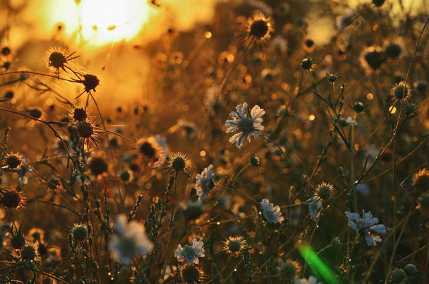 Στέπα λουλούδια στον ήλιο πρωί στο εξωτερικό. Λουλούδια γκρο πλαν - Φωτογραφία, εικόνα