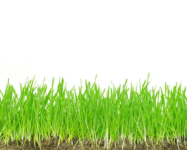green grass - Фото, зображення